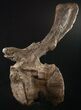 Tall Diplodocus Caudal Vertebra - Dana Quarry #10142-2